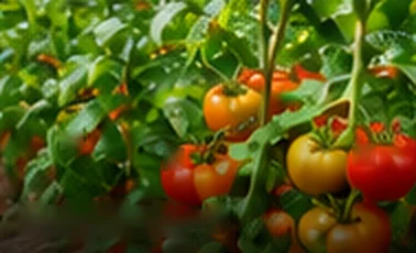 Fruit Plants
