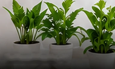 Indoor Plants