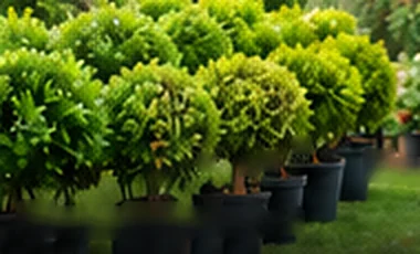 Shrubs & Bushes