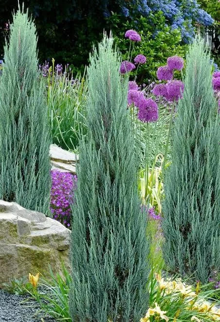 Juniperus Blue Arrow