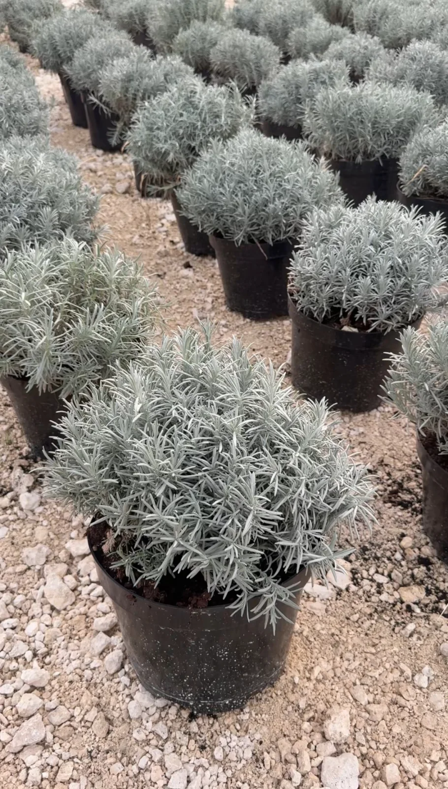 Lavandula angustifolia ‘Hidcote Blue’