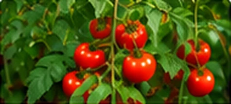 Cherry Tomato Plant