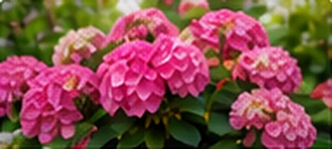 Hydrangea