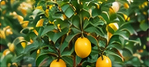 Lemon Tree